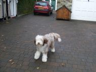 Molly 23.02.2011